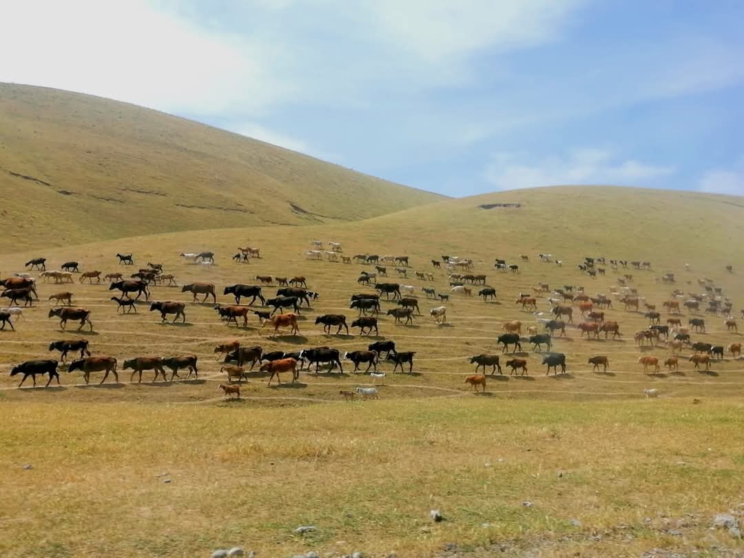 WhatsApp Image 2025-04-06 at 19.14.29_c9c96b41